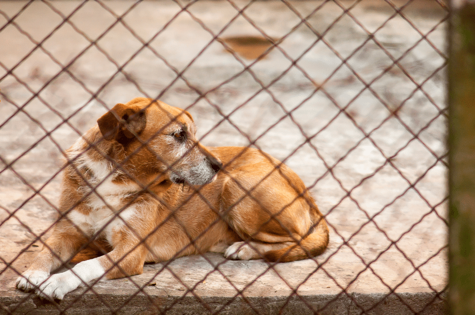 adottare cane anziano perché sceglierlo