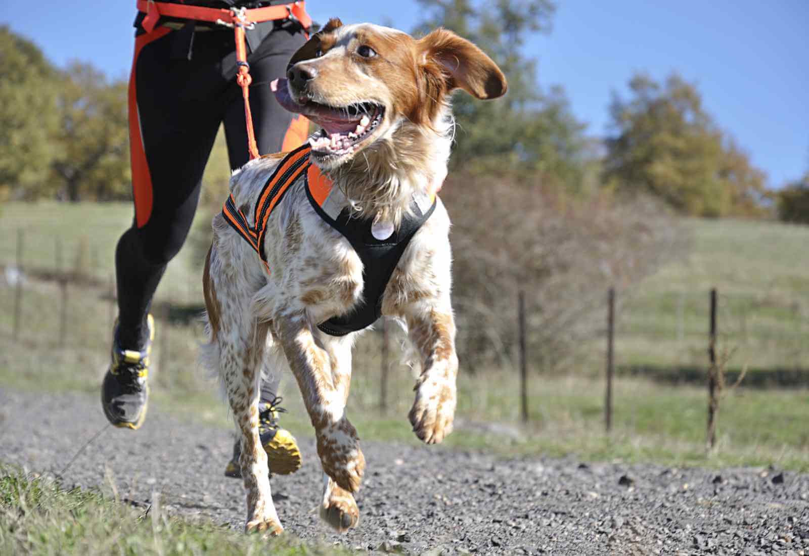Cane felice corre in un campo, indossando un arnese, accanto a un corridore non visibile.
