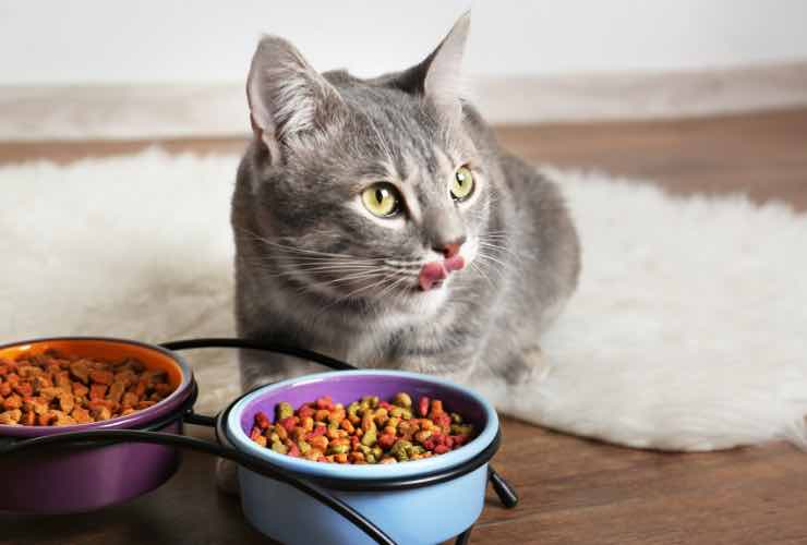 alimentazione gatto sterilizzato
