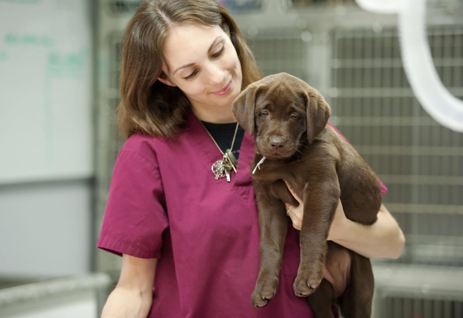 Un cucciolo marrone tenero è tenuto amorevolmente da una persona in camice bordeaux