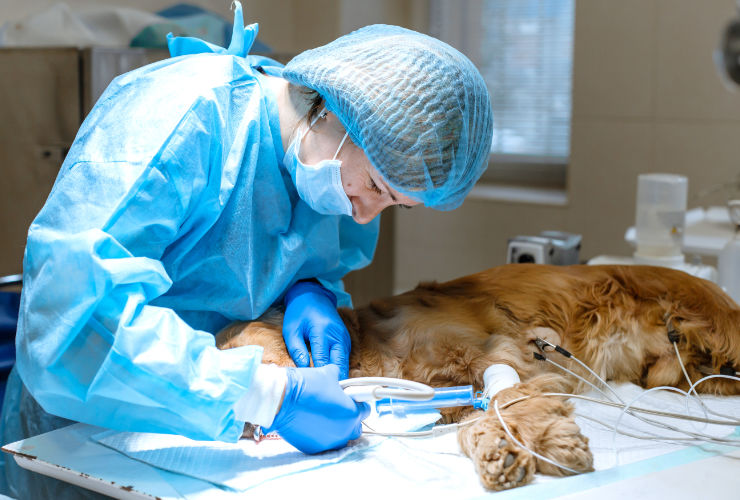 Veterinario in divisa blu che esegue una procedura su un cane dorato sedato