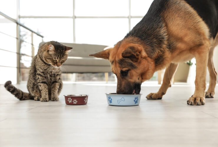 cane e gatto dieta vegetariana