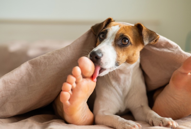 cane che lecca piedi