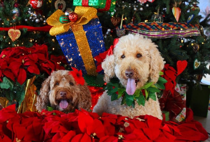 cani albero di Natale