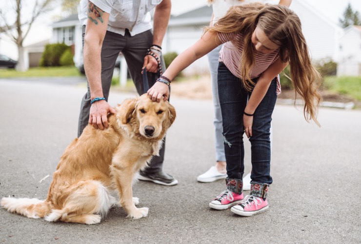 carezza cane sconosciuto