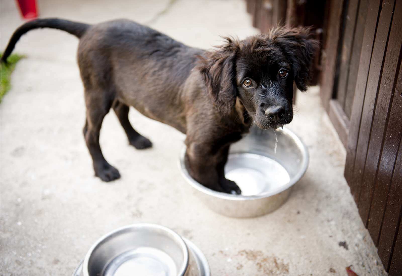 competizioni-cinofile-mostra-canina