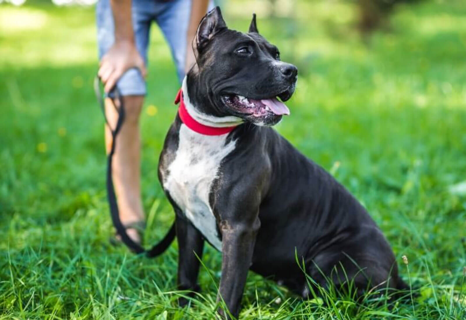 donna anziana e cane beagle