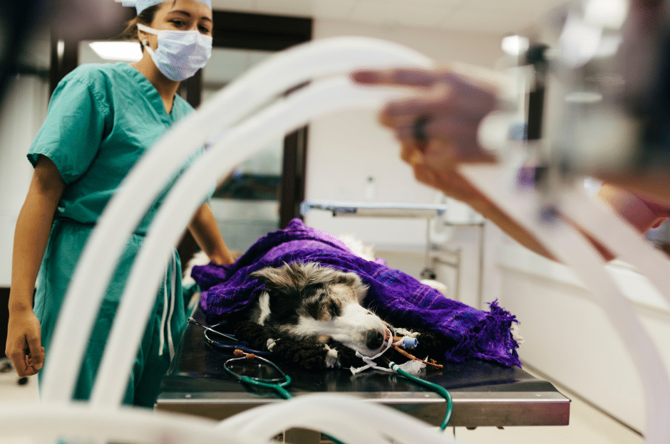 emergenze veterinarie come agire per evitare complicazioni