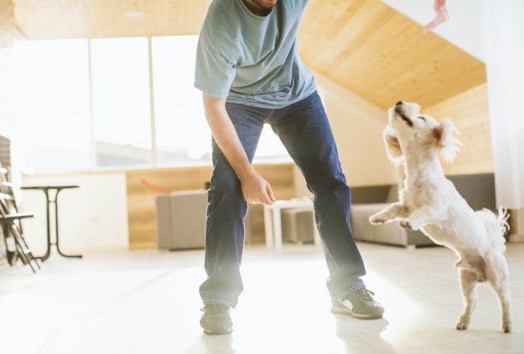 esercizi in casa per il cane