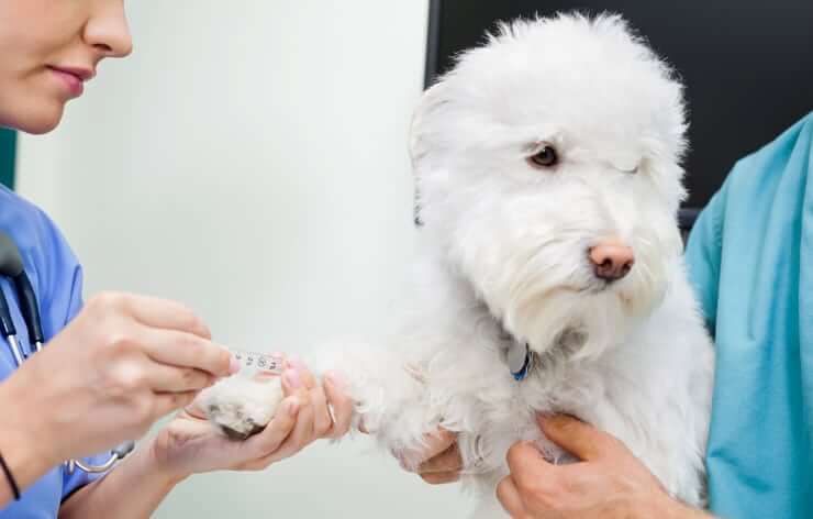 Veterinari che somministrano un vaccino a un cane bianco
