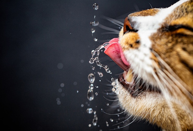 gatto beve acqua