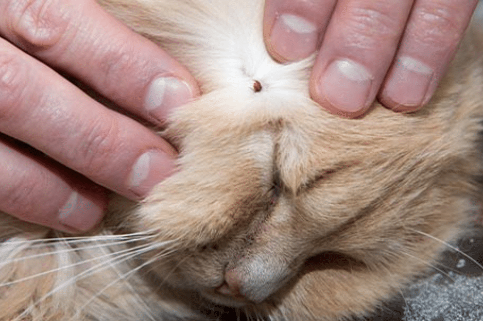 Un gatto con le zecche