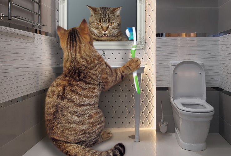 cura dei denti del gatto