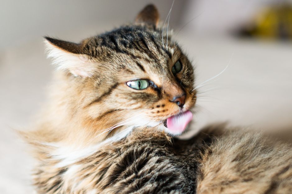 Un gatto bianco e nero si pulisce la zampa con la lingua rosa, vista ravvicinata