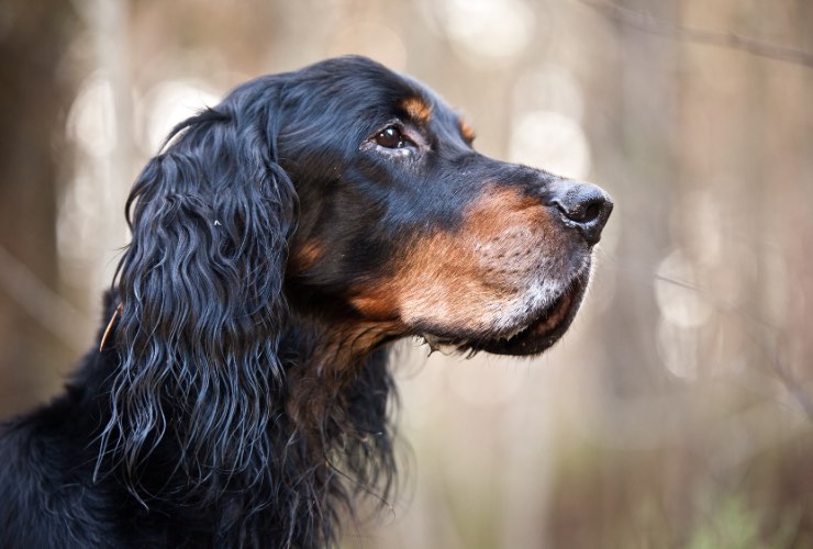 gordon setter
