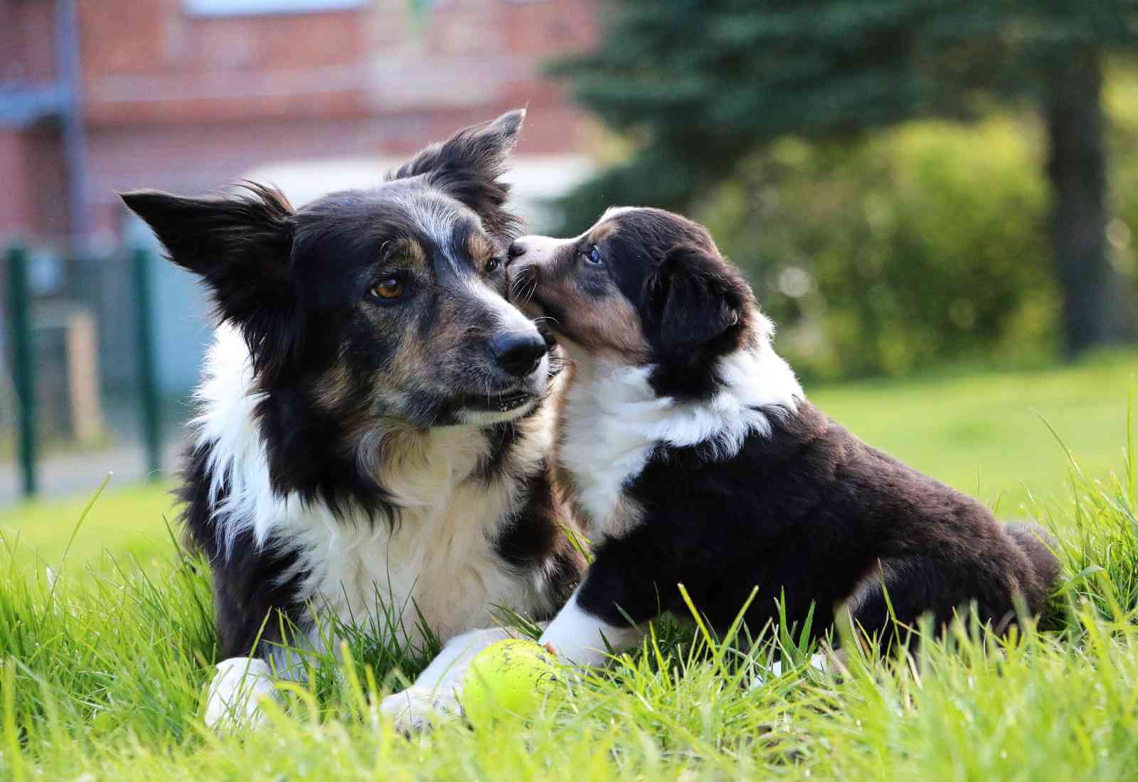 Affidarsi a professionisti per affrontare le fasi di vita del cane.