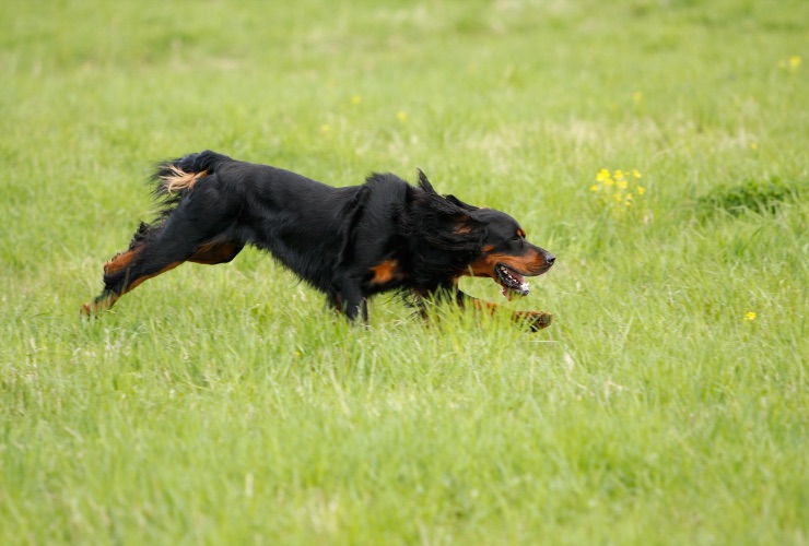 istinto predatorio gordon setter