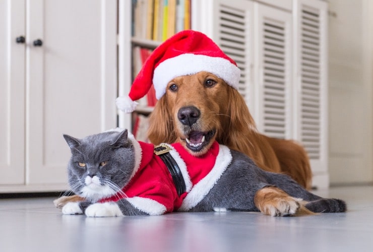 menu delle feste per cani e gatti