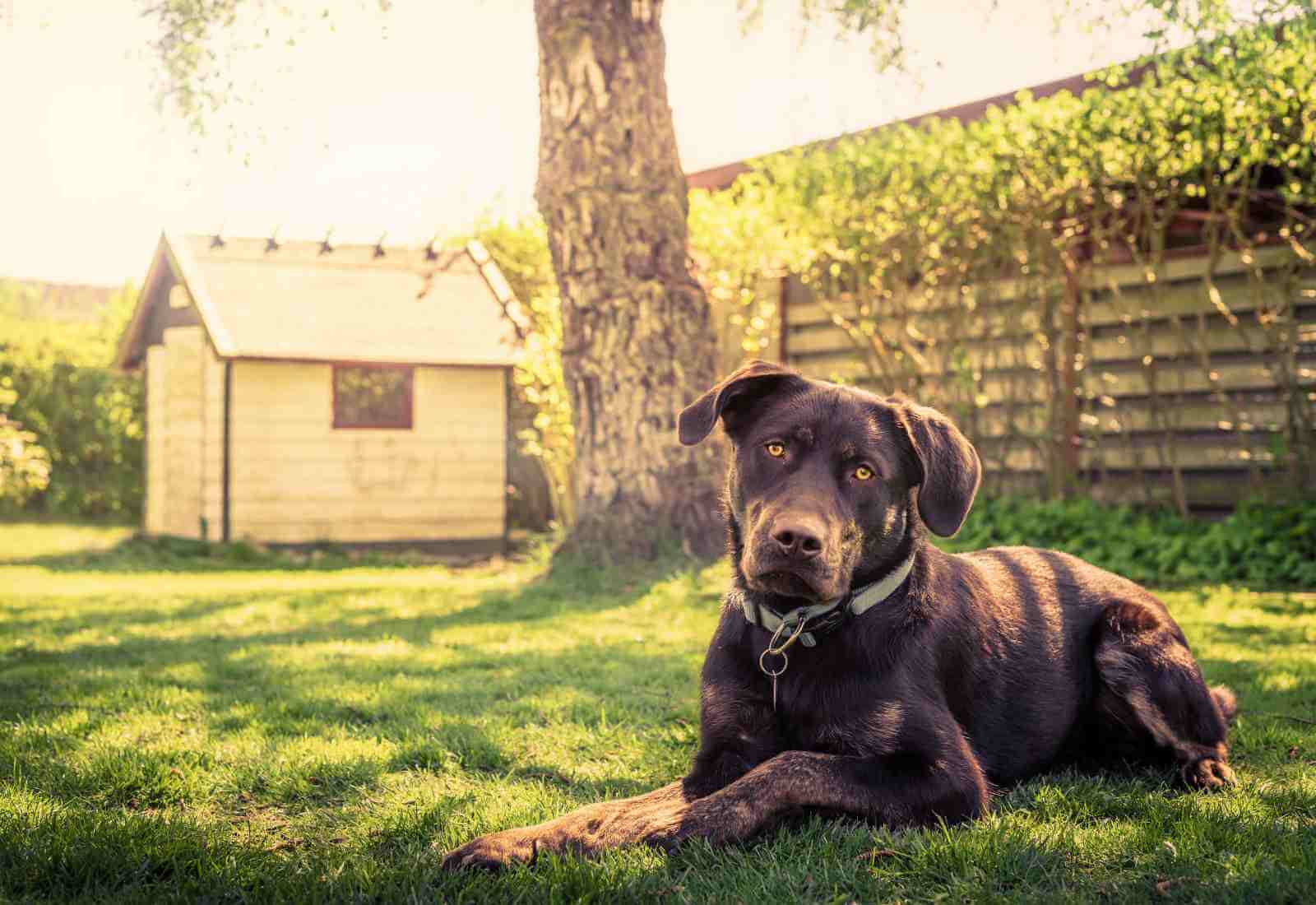 Consigli per scegliere la pensione o il pet sitter ideale per il tuo animale