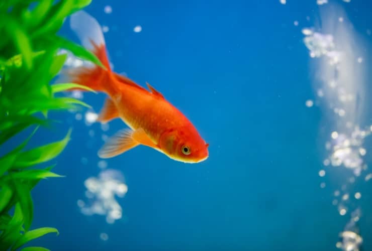 pesce rosso alimentazione