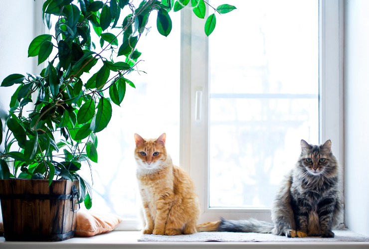 piante tossiche gatti