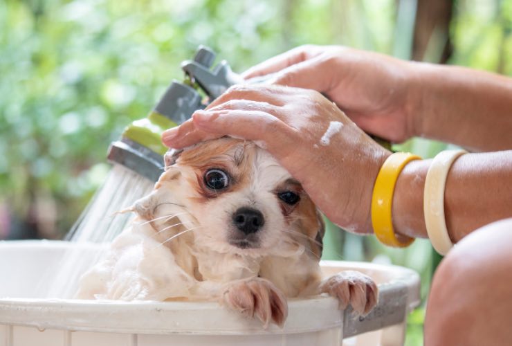 primo bagno cucciolo