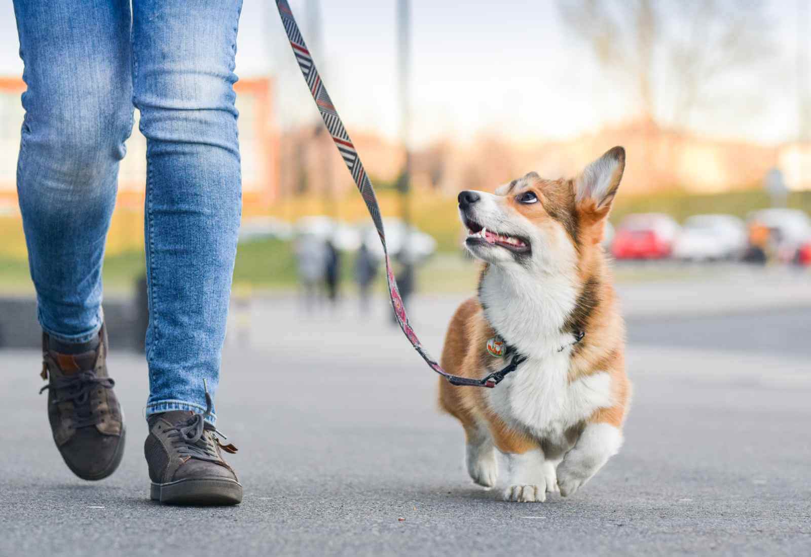 Corso formativo sull’educazione canina organizzato dall’Ordine dei Medici Veterinari di Roma