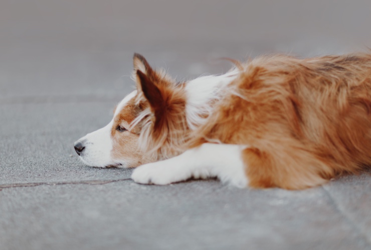 Border Collie marrone e bianco riposa tranquillamente su un marciapiede grigio