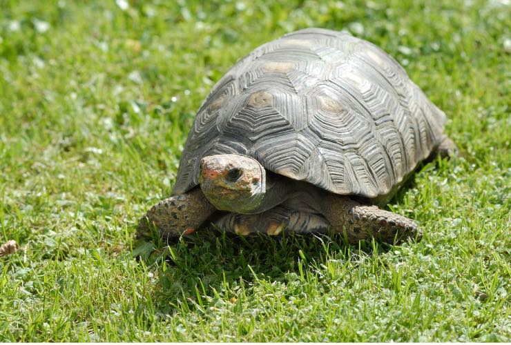 tartaruga domestica