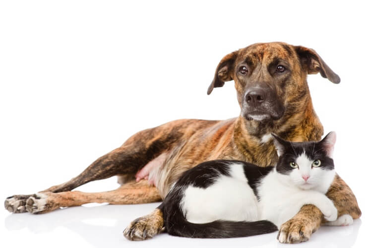 terza-eta-cane-gatto