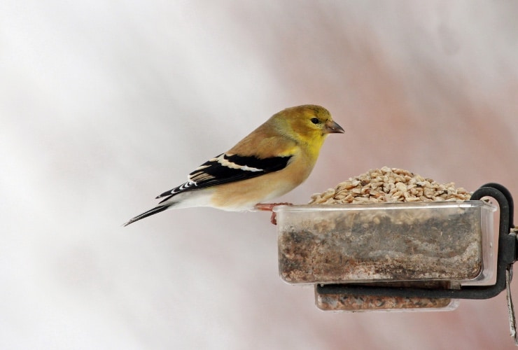 uccelli domestici cardellino