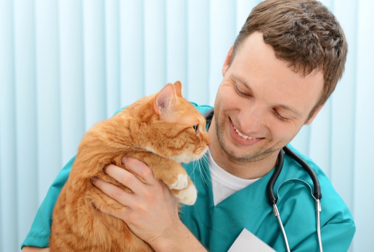 visita veterinaria gatto